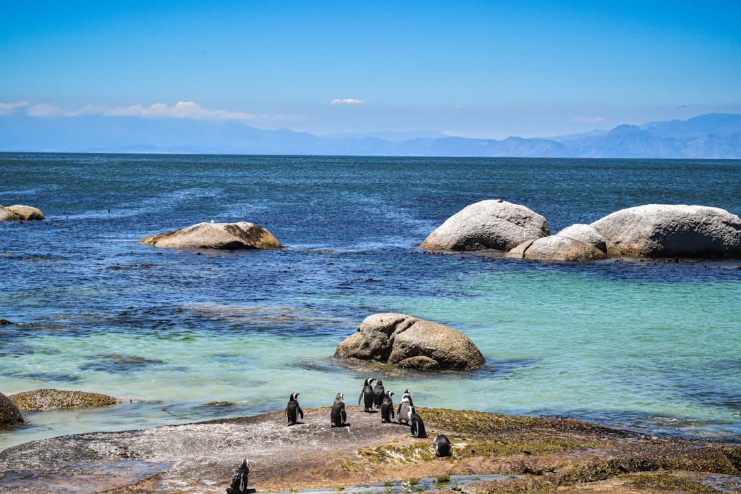 Boulders Beach Penguins