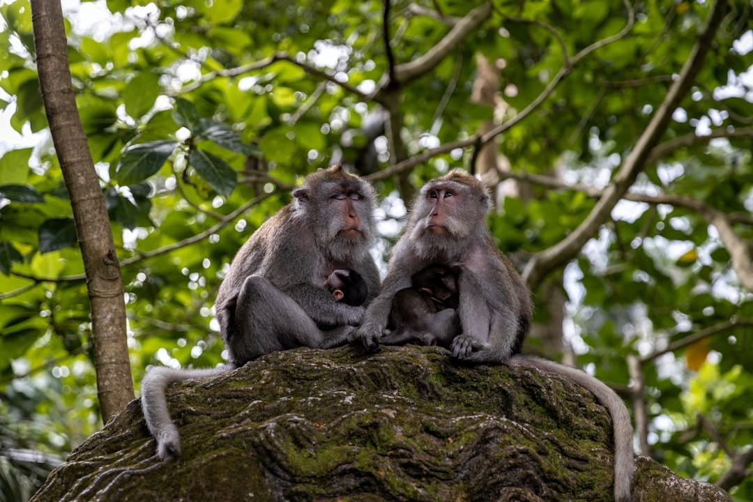 Ubud Sacred Monkey Forest