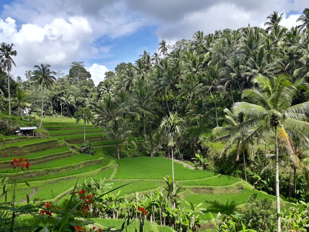 Tegallalang Rice Terrace